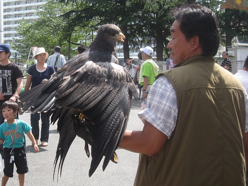 Eagle Trainer